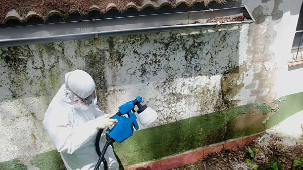 Top rated local Mold Removal specialists in Irving, TX